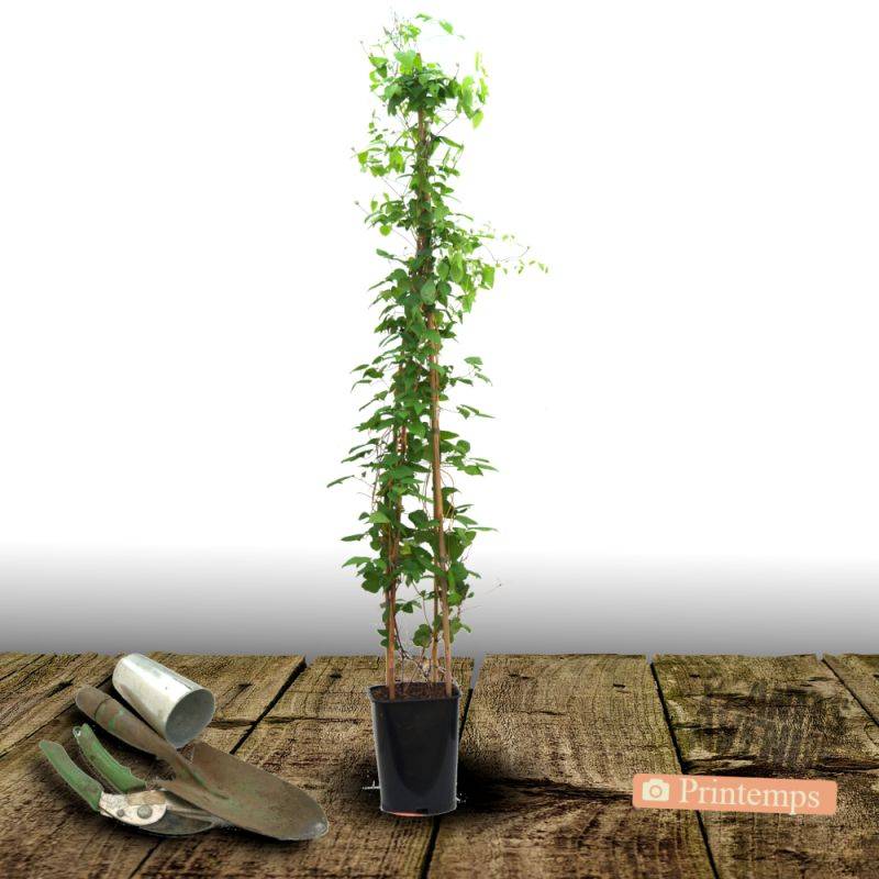 Clématite Sarah Elisabeth™ 'Evipo098' à fleurs Rose - feuillage Caduc - Pot de 2,5L - Echelle bambou 30/60 cm-  hauteur à maturité De 1,00 m à 1,50 m - Imagen 8