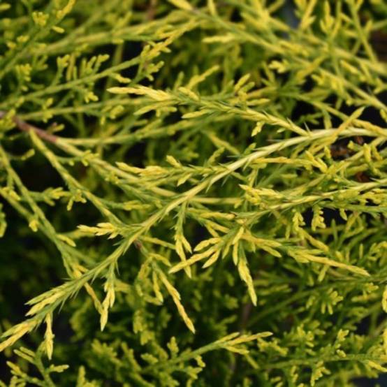 Genévrier 'Pfitzeriana Aurea' (Juniperus Pfitzeriana Aurea) - Godet 9cm - Pépinières Naudet - Image 1