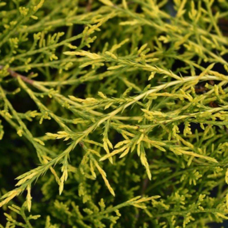 Genévrier 'Pfitzeriana Aurea' (Juniperus Pfitzeriana Aurea) - Godet 9cm - Pépinières Naudet