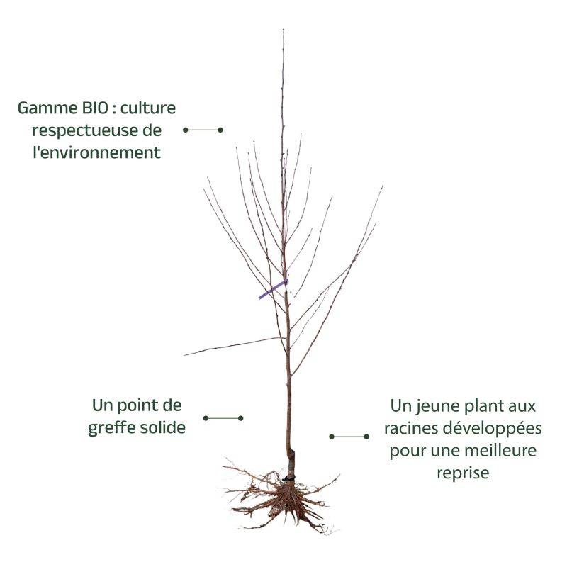 Pêcher 'Grosse Mignonne' BIO (Prunus persica 'Grosse Mignonne') - Scion de 100cm - Pépinières Naudet - Imagen 3