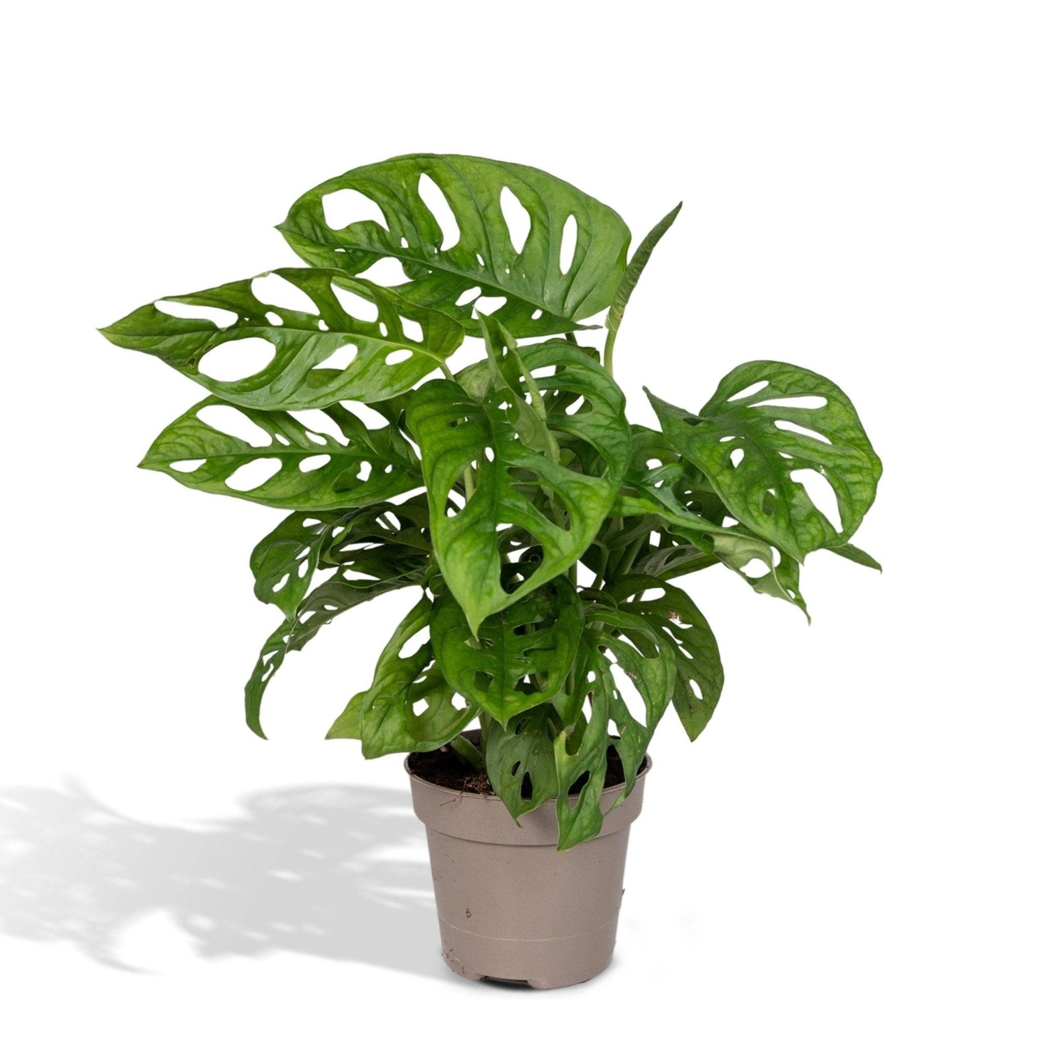 La Green Touch - Monstera Adansonii Monkey Leaf 30cm - Plante d'intérieur- La Green Touch - Imagen 3