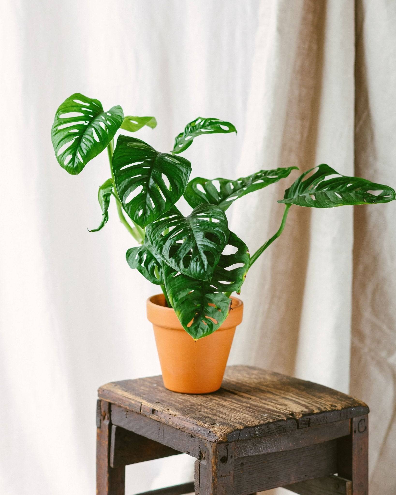La Green Touch - Monstera Adansonii Monkey Leaf 30cm - Plante d'intérieur- La Green Touch - Imagen 2