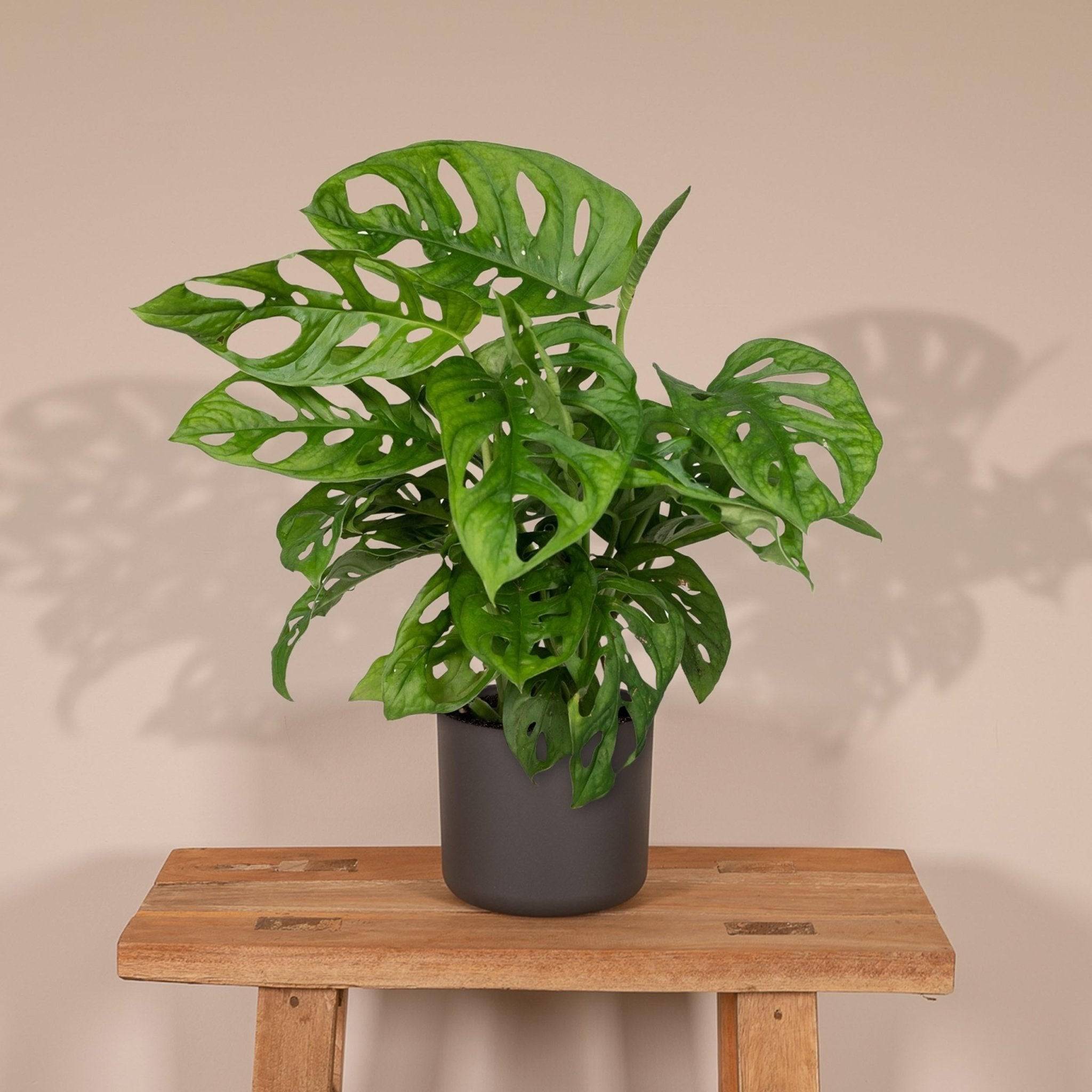 La Green Touch - Monstera Adansonii Monkey Leaf 30cm - Plante d'intérieur- La Green Touch - Imagen 4