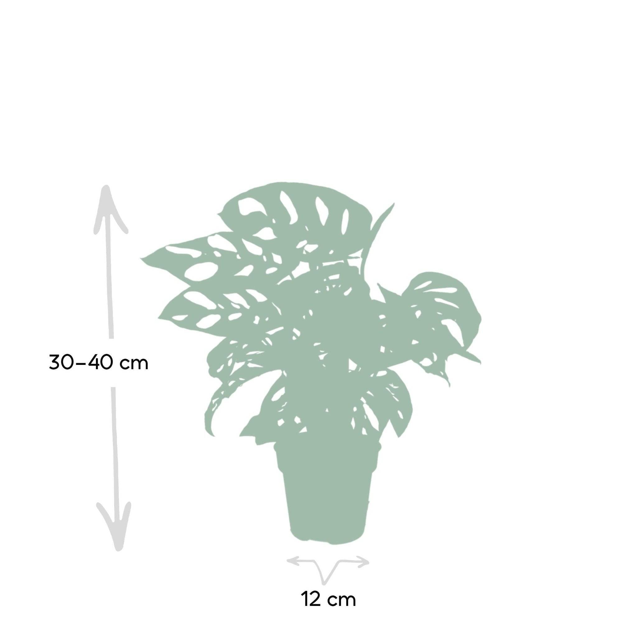 La Green Touch - Monstera Adansonii Monkey Leaf 30cm - Plante d'intérieur- La Green Touch - Imagen 6