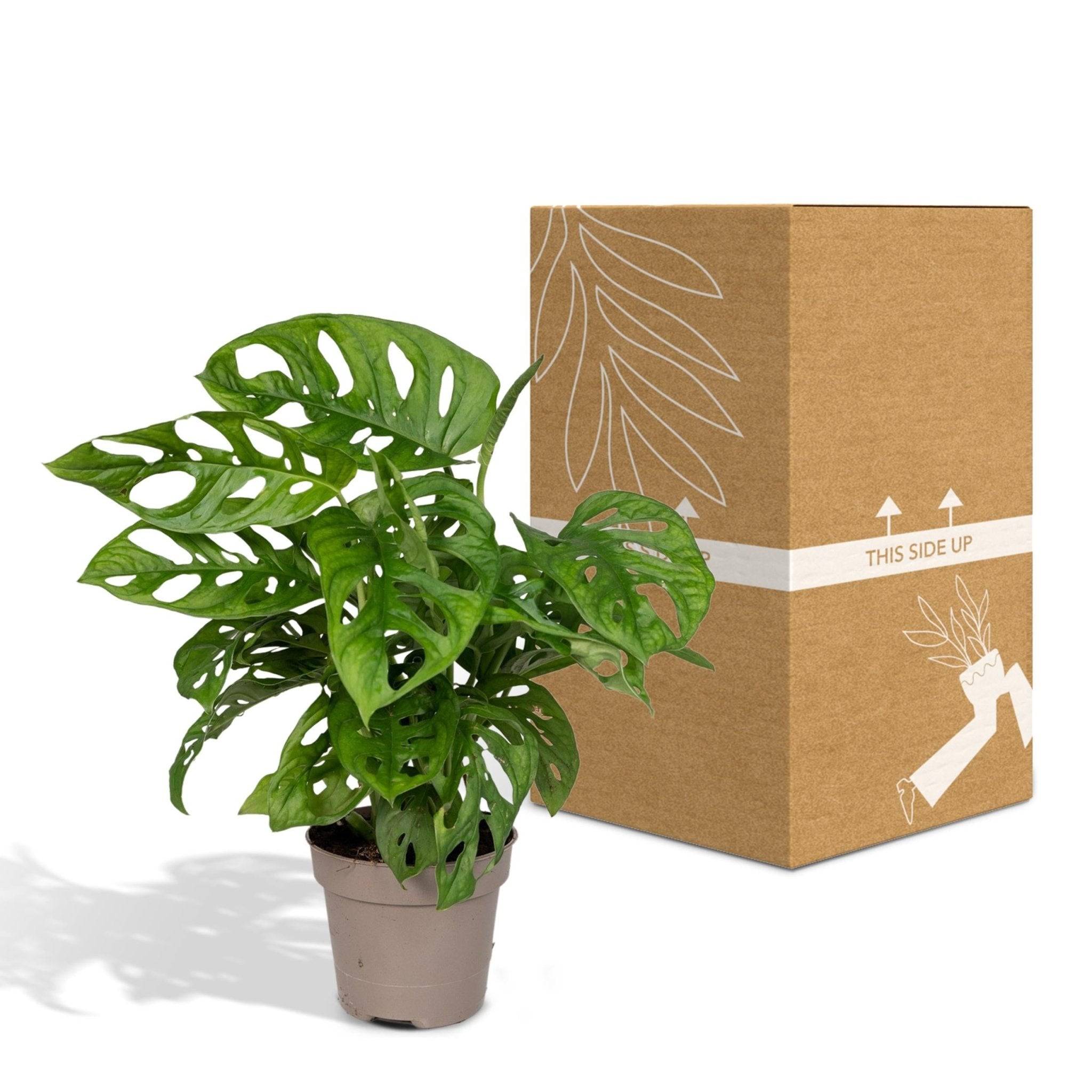 La Green Touch - Monstera Adansonii Monkey Leaf 30cm - Plante d'intérieur- La Green Touch - Imagen 7