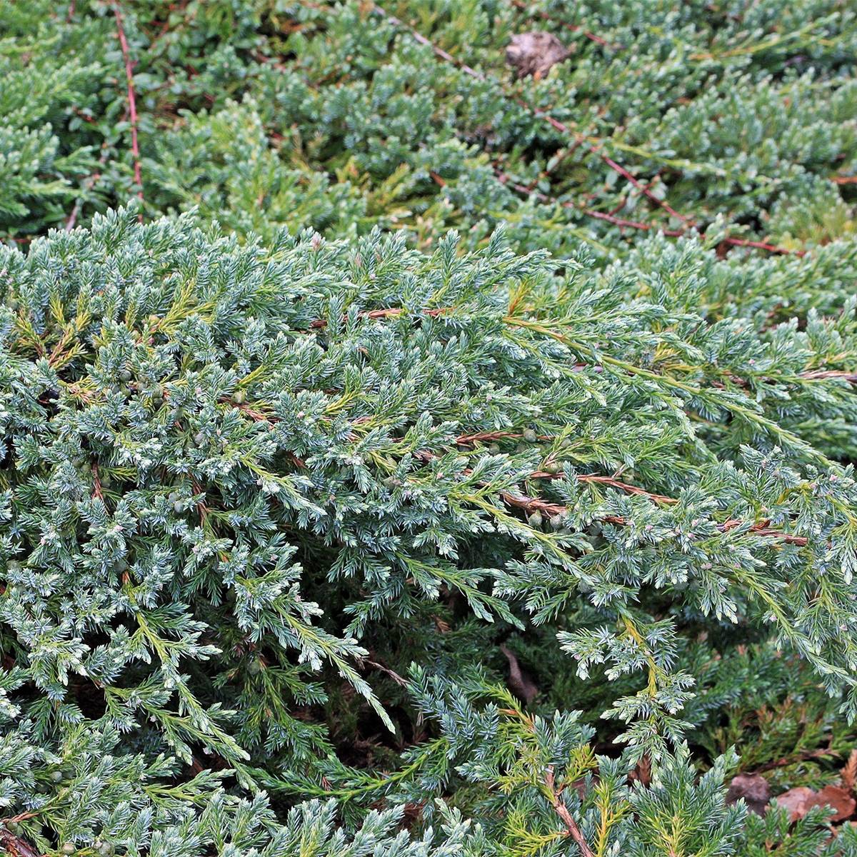 Promesse de Fleurs - Genévrier écailleux - Juniperus squamata Blue Swede Pot de 2L/3L - Image 1
