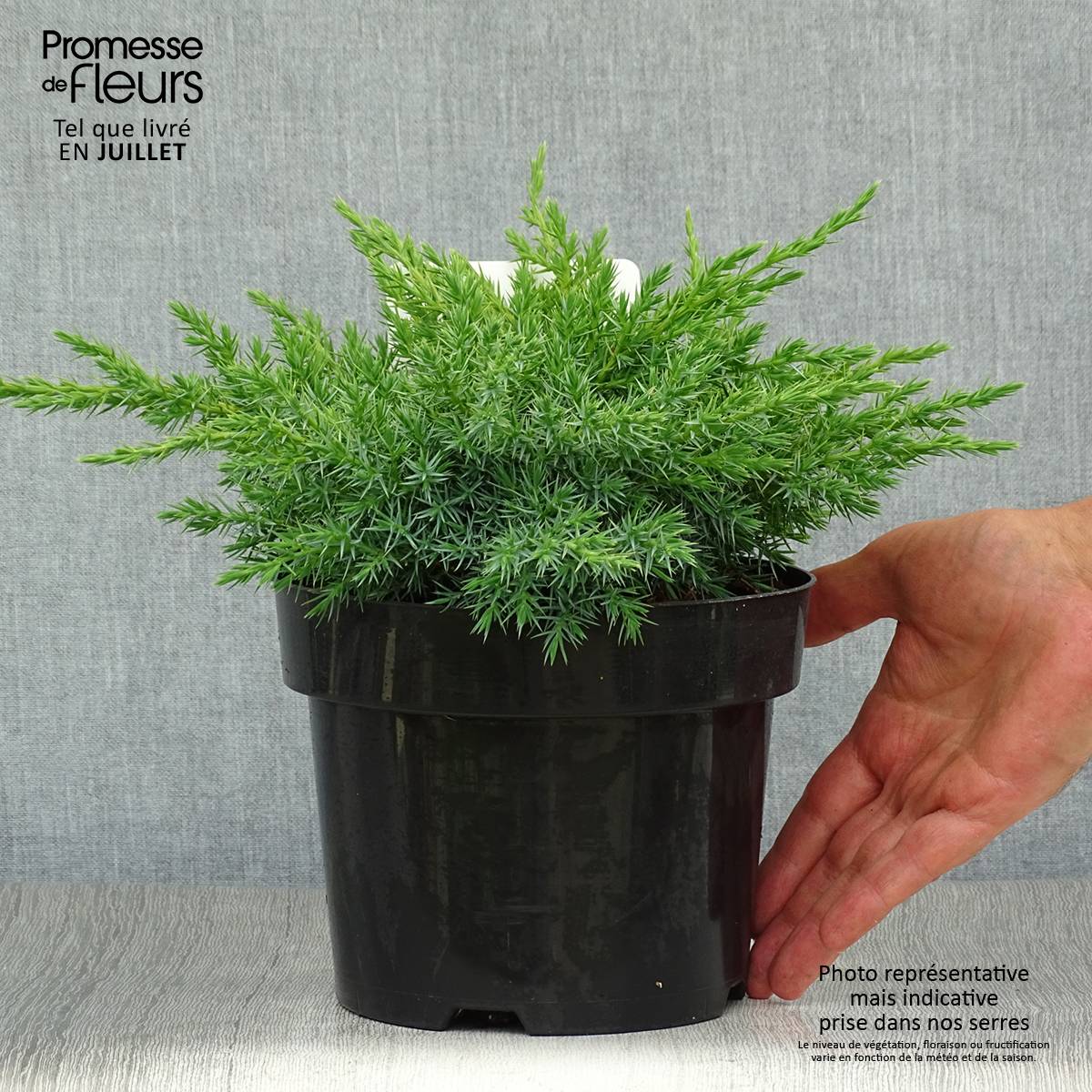 Promesse de Fleurs - Genévrier écailleux - Juniperus squamata Blue Swede Pot de 2L/3L - Image 2