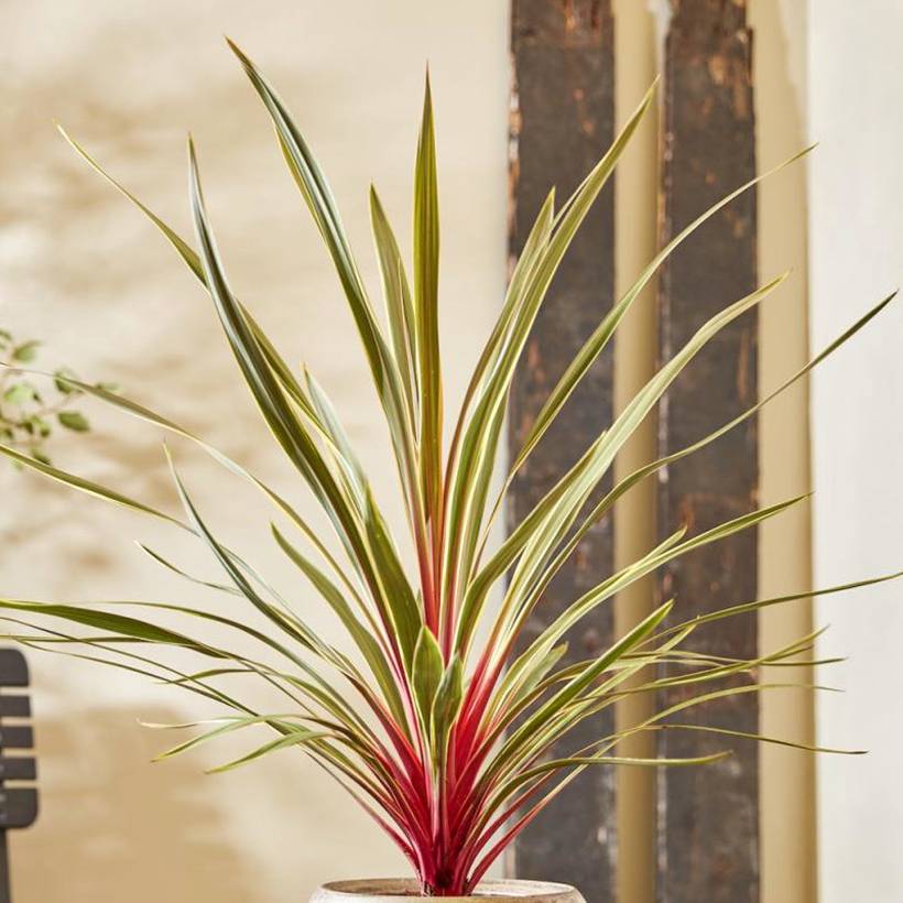 Cordyline australis Magic Star Pot de 3L/4L - Image 1