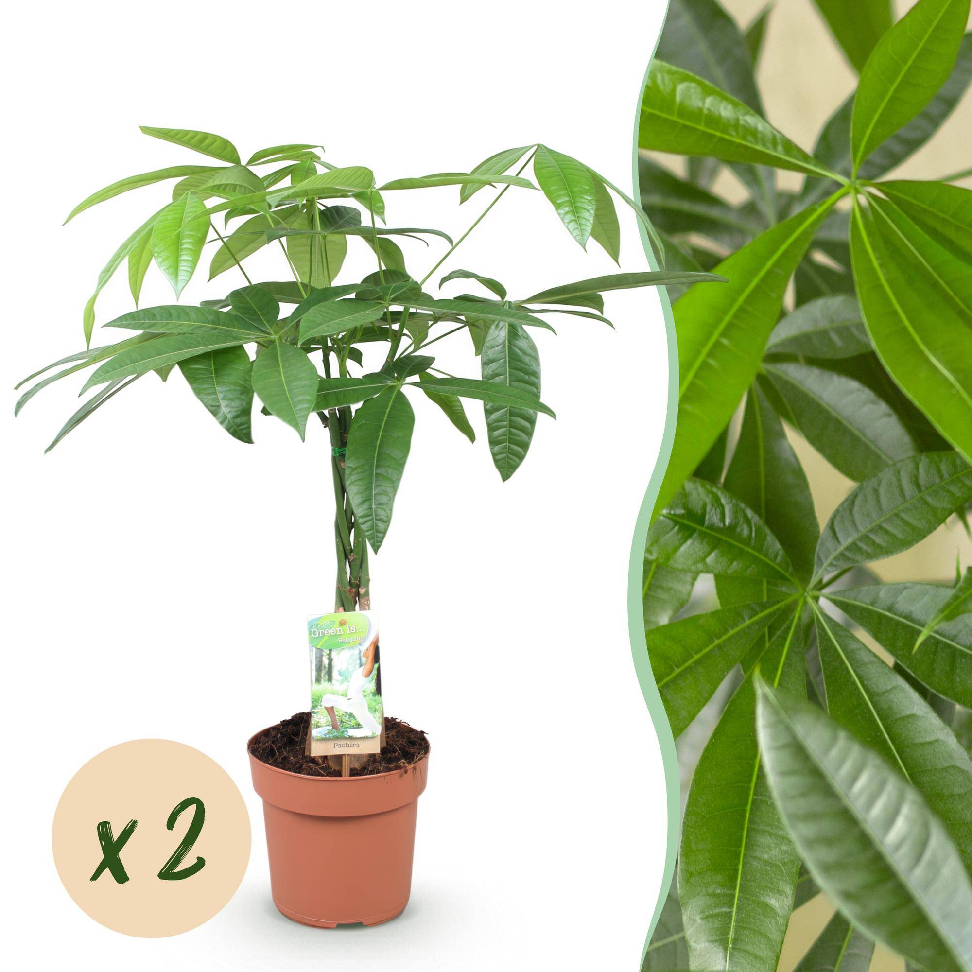 Pachira Aquatica - Arbre à argent - Pot de 17cm - Hauteur 60-70cm - 2 plantes - Sans cache-pot - Plantes d'intérieur