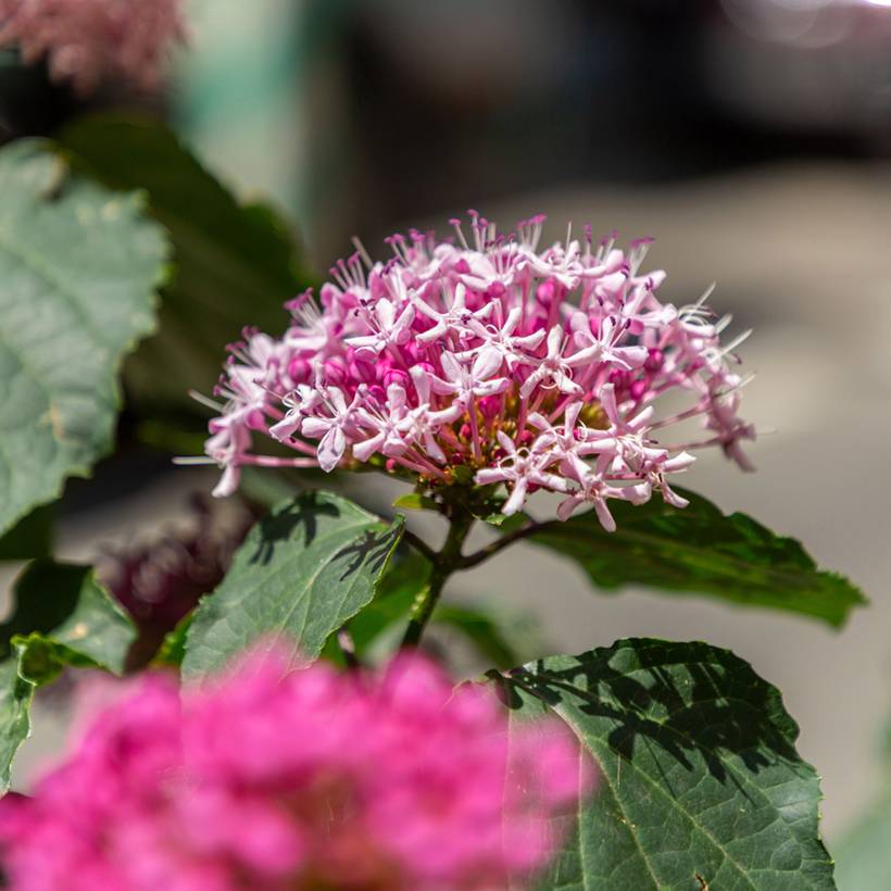 Clerodendrum bungei - Clérodendron de Bunge Godet de 8/9 cm