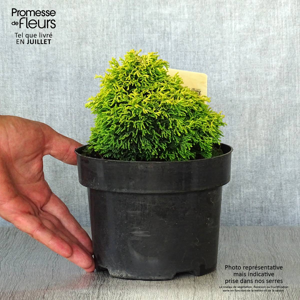 Chamaecyparis obtusa Butterball - Cyprès hinoki du Japon Pot de 2L/3L - Image 2