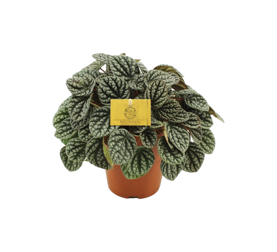 Peperomia Burbella 25cm - Plante d'intérieur- La Green Touch - Image 1
