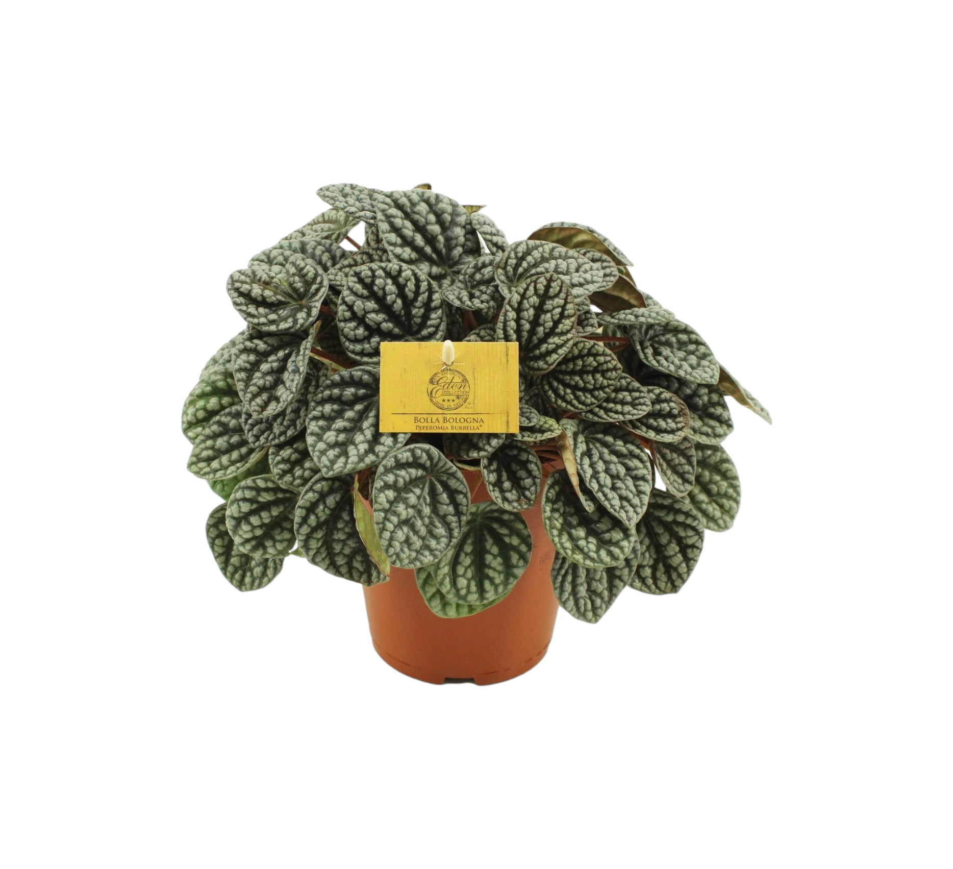 Peperomia Burbella 25cm - Plante d'intérieur- La Green Touch - Image 1