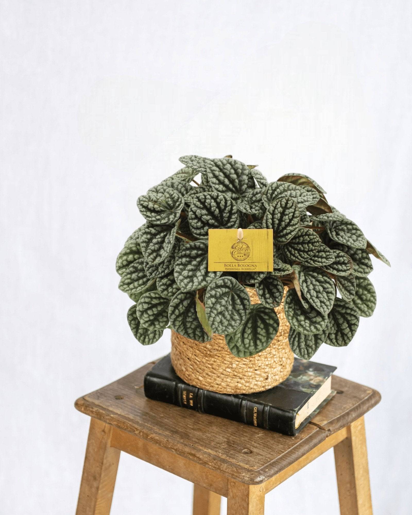 Peperomia Burbella 25cm - Plante d'intérieur- La Green Touch - Image 2