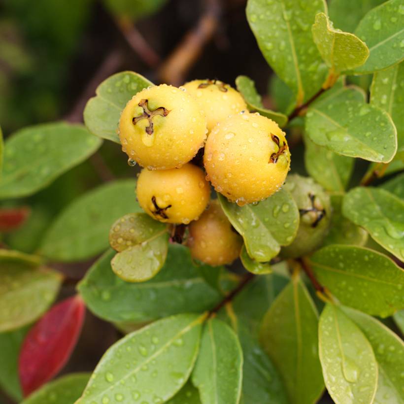 Psidium cattleianum lucidum - Goyavier de Chine à fruits jaunes Pot de 3L/4L