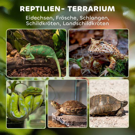 Terrarium en verre pour reptiles, base surélevée et étanche, verrouillage par bouton-poussoir - Image 6