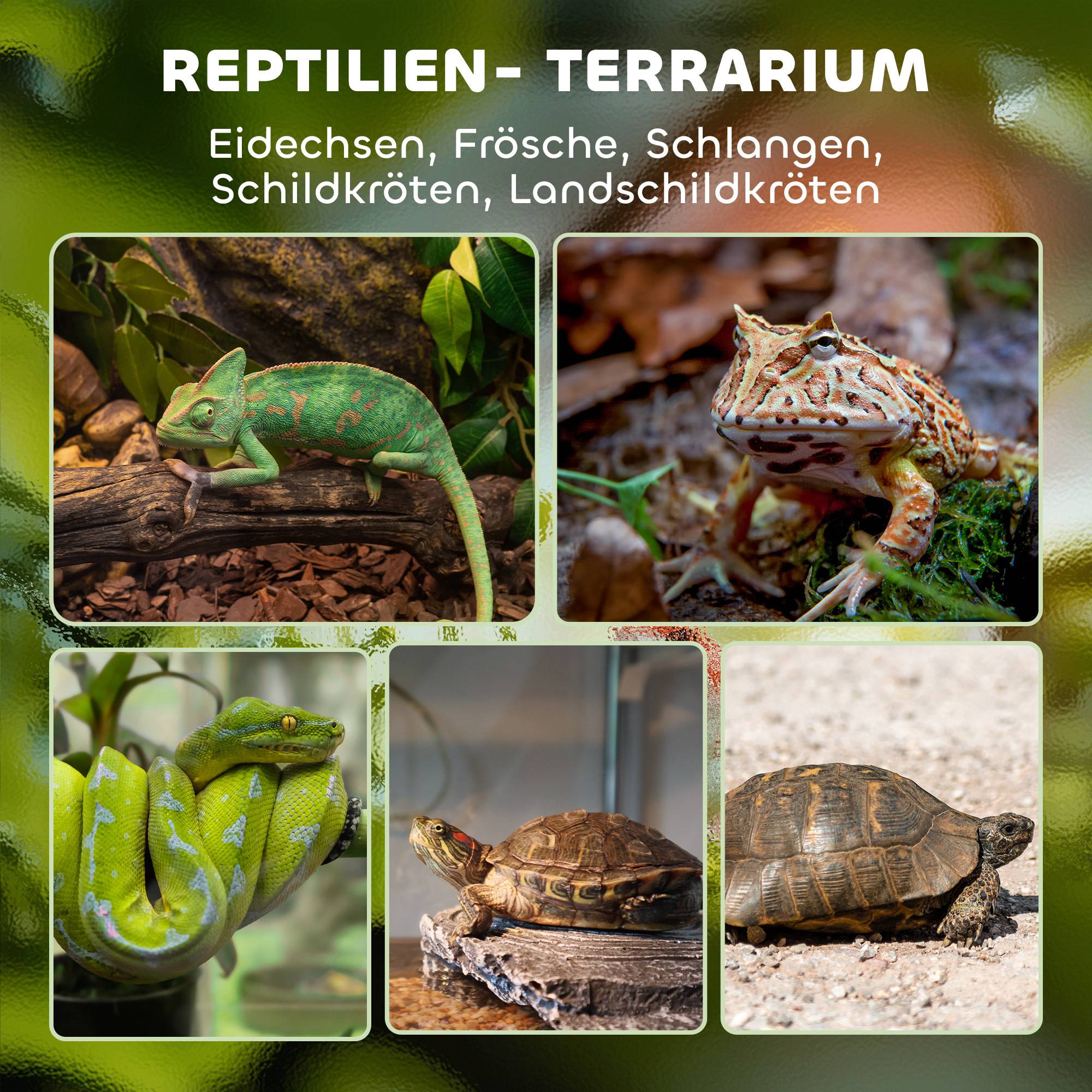 Terrarium en verre pour reptiles, base surélevée et étanche, verrouillage par bouton-poussoir - Image 6