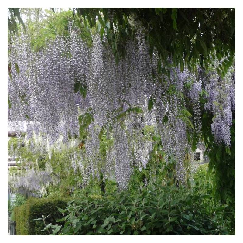 Glycine du Japon Macrobotrys à fleurs Bleue - feuillage Caduc - Godet - 5/10 cm-  hauteur à maturité De 10,00 m à 20,00 m - Imagen 3