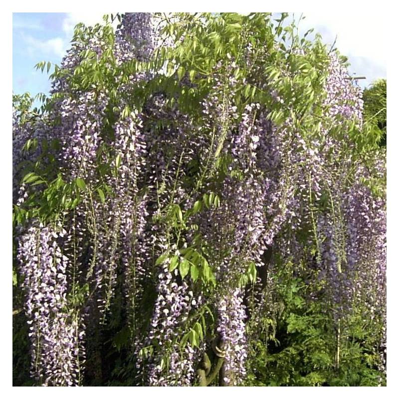 Glycine du Japon Macrobotrys à fleurs Bleue - feuillage Caduc - Godet - 5/10 cm-  hauteur à maturité De 10,00 m à 20,00 m - Imagen 9