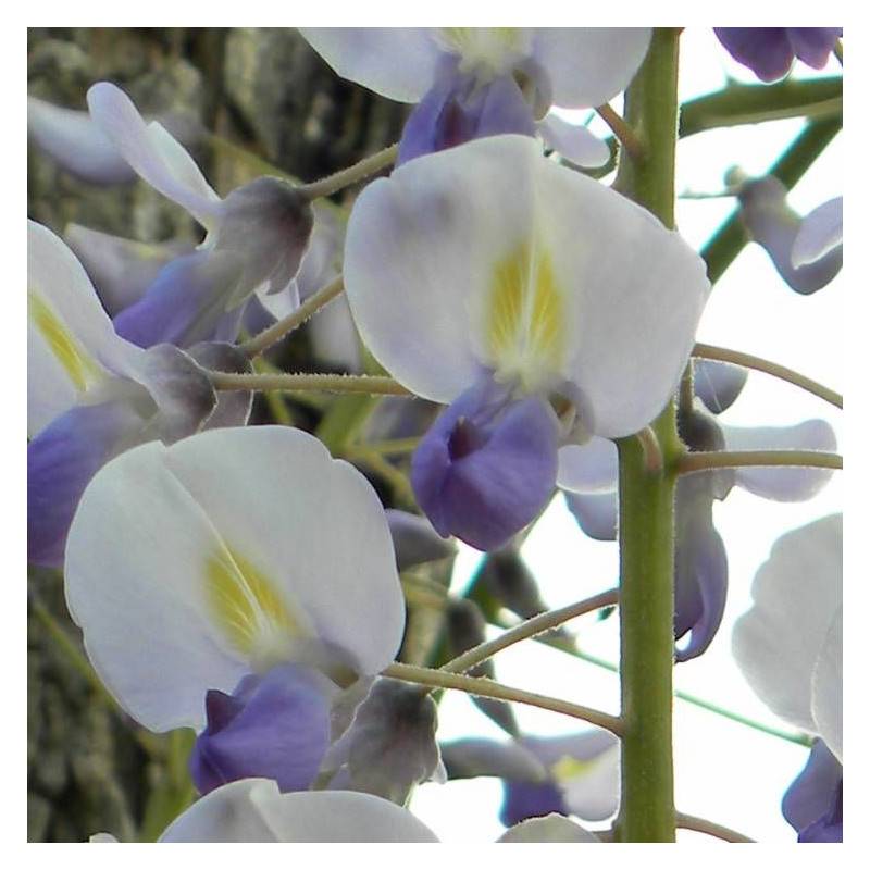 Glycine du Japon Macrobotrys à fleurs Bleue - feuillage Caduc - Godet - 5/10 cm-  hauteur à maturité De 10,00 m à 20,00 m - Imagen 4