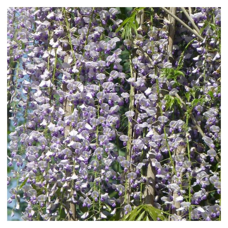Glycine du Japon Macrobotrys à fleurs Bleue - feuillage Caduc - Godet - 5/10 cm-  hauteur à maturité De 10,00 m à 20,00 m - Imagen 5
