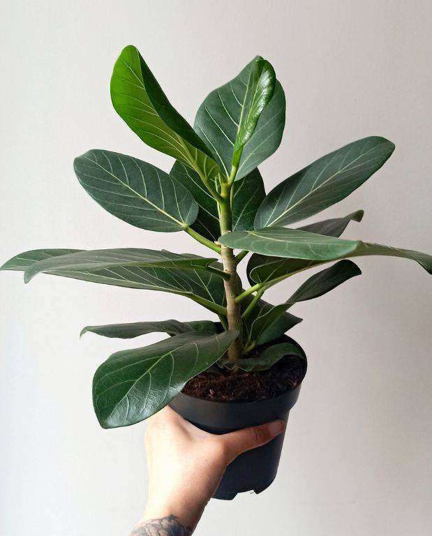 Ficus Benghalensis Audrey D. 12cm H. 25cm - Plante d'intérieur - IndoorPoppies - Image 1