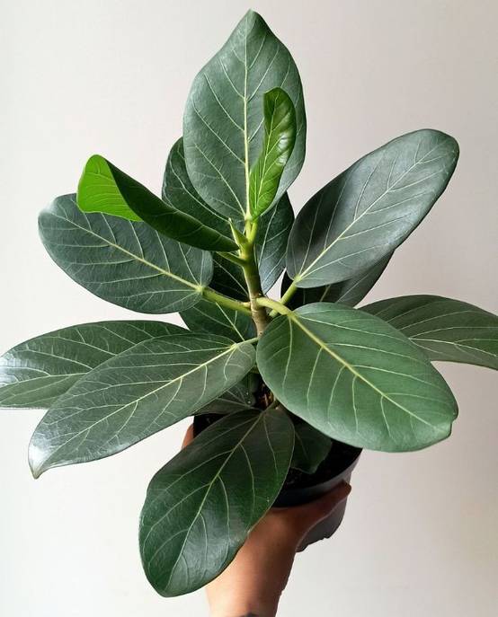 Ficus Benghalensis Audrey D. 12cm H. 25cm - Plante d'intérieur - IndoorPoppies - Image 2