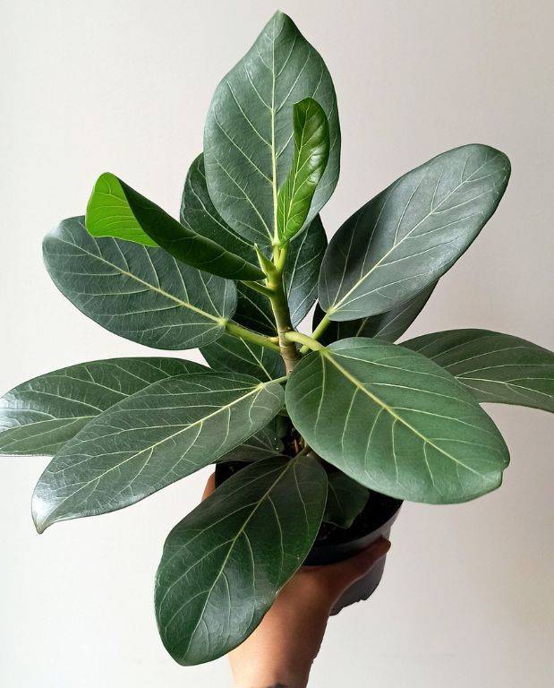 Ficus Benghalensis Audrey D. 12cm H. 25cm - Plante d'intérieur - IndoorPoppies - Image 2