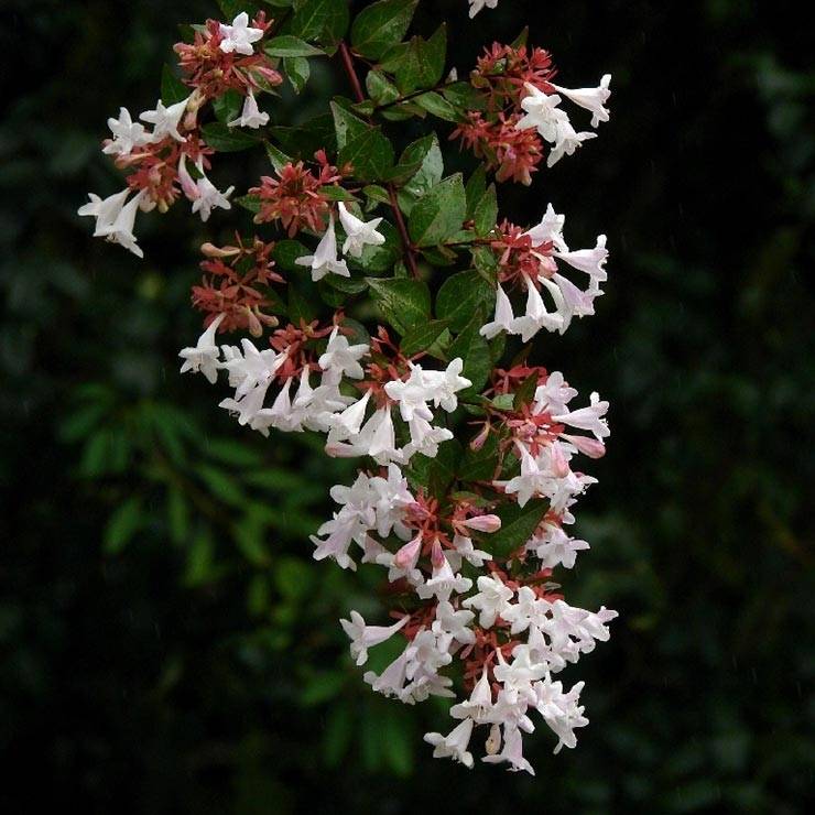 Promesse de Fleurs - Abelia grandiflora Semperflorens Pot de 2L/3L