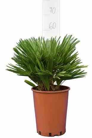 0 - Chamaerops humilis var. cerifera (Palmier doum bleu) Pot de 40 litres - stipre 30/50 total 140/160 cm - Image 1