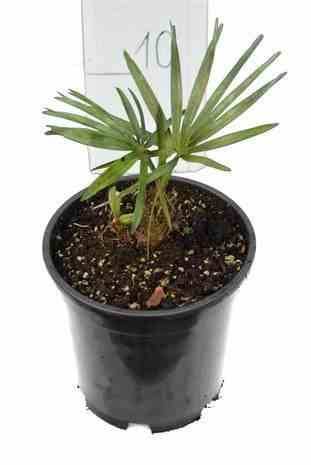 0 - Chamaerops humilis var. cerifera (Palmier doum bleu) Pot de 40 litres - stipre 30/50 total 140/160 cm - Image 2