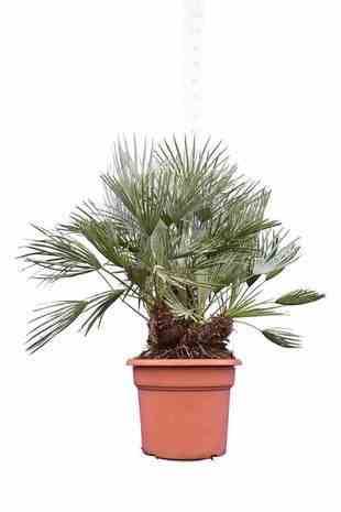 0 - Chamaerops humilis var. cerifera (Palmier doum bleu) Pot de 40 litres - stipre 30/50 total 140/160 cm - Image 3
