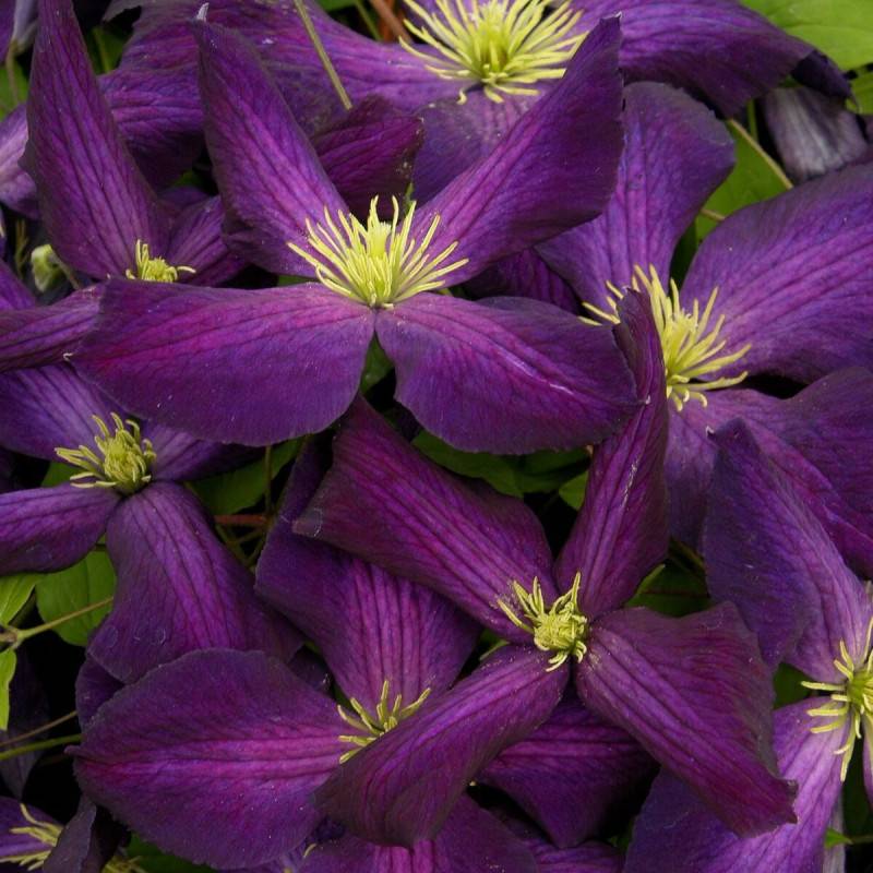 Clématite jackmanii Jackmanii Purpurea® 'Zojapur' à fleurs Violette/ - feuillage Caduc - Pot de 3L - Echelle bambou 60/120 cm