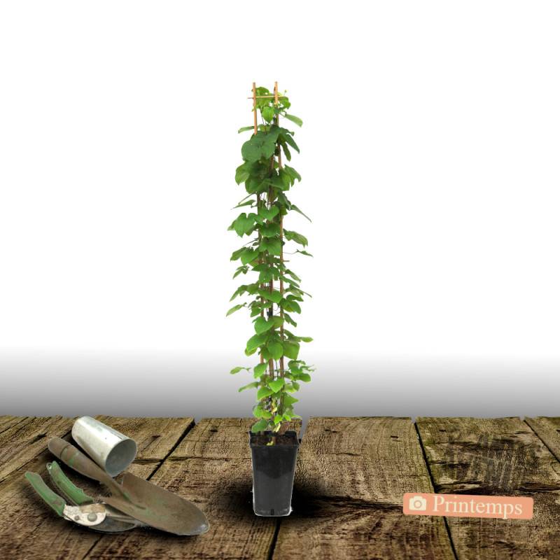 Clématite jackmanii Jackmanii Purpurea® 'Zojapur' à fleurs Violette - feuillage Caduc - Pot de 3L - Echelle bambou 60/120 cm-  hauteur à maturité De 5 - Image 4