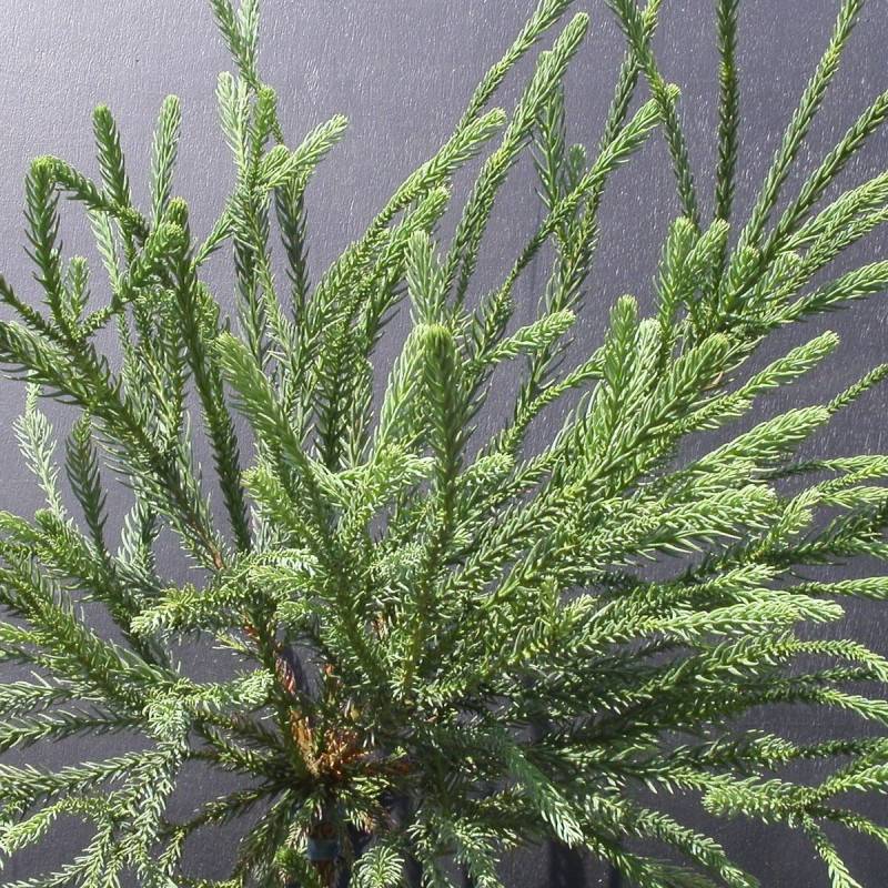 Cèdre du Japon Araucarioides, Cryptomeria - Pot de 3L - 40/60 cm - Image 1