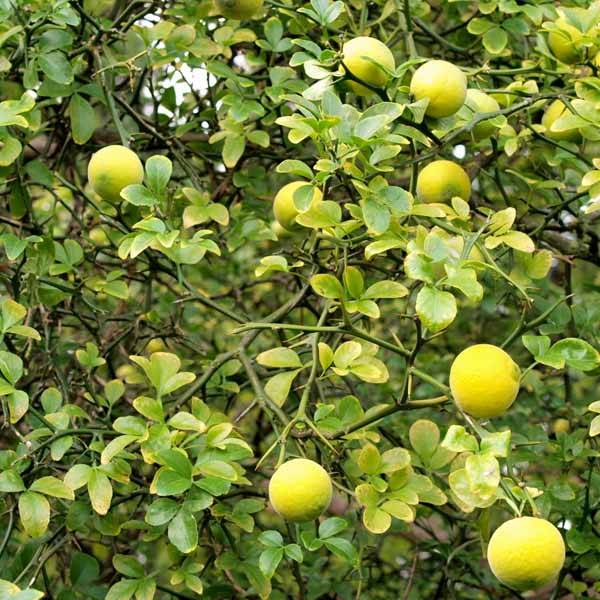 Poncirus trifoliata - Citronnier épineux Pot de 3L/4L - Image 1