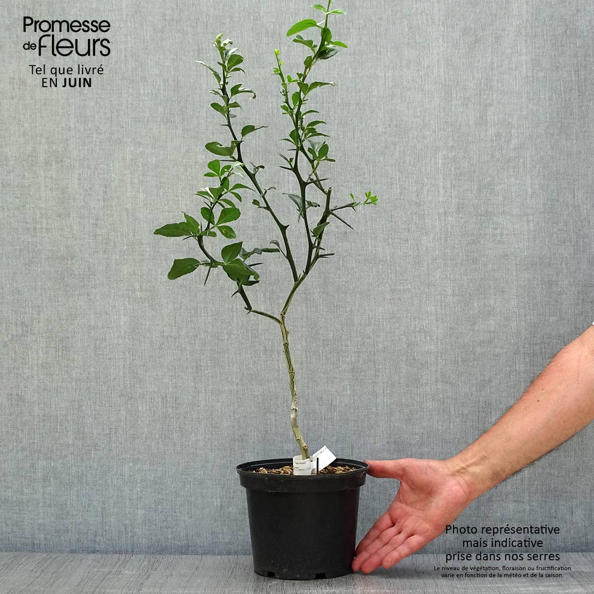 Poncirus trifoliata - Citronnier épineux Pot de 3L/4L - Image 2