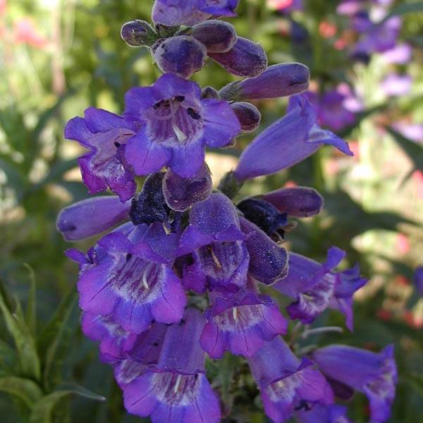Penstemon hybride Russian River - Galane Godet de 8/9 cm