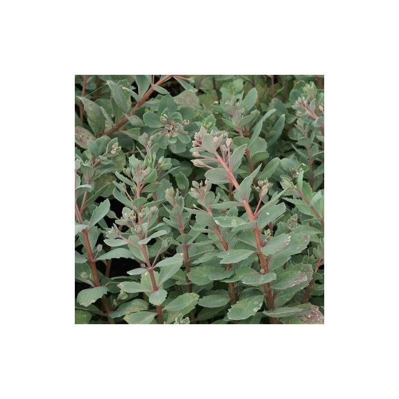 Orpin Robustum, Sedum à fleurs Rose/ - feuillage Caduc - Godet - 5/20 cm - Imagen 2