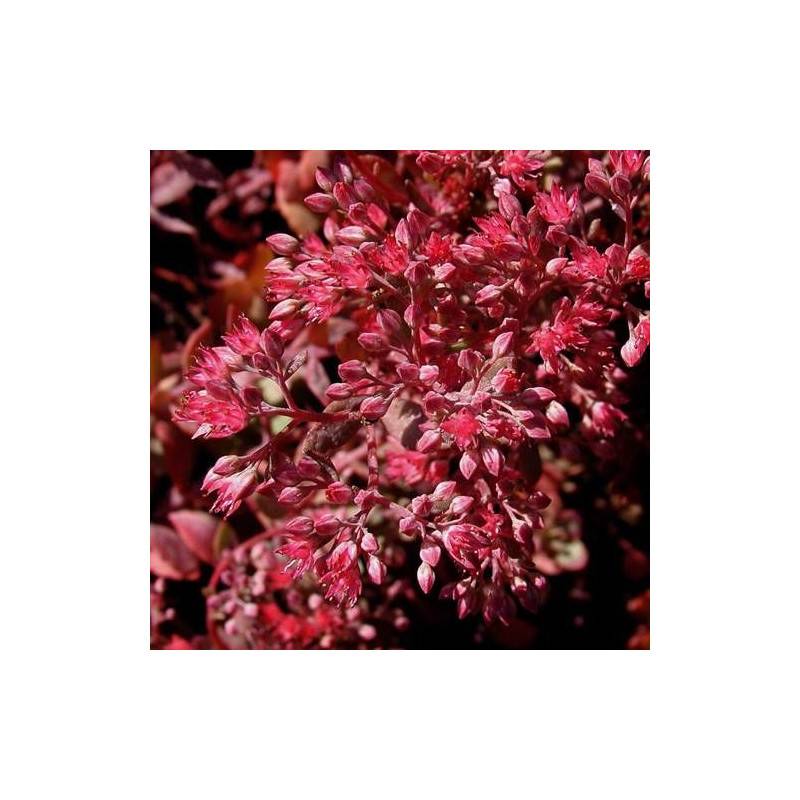 Orpin Robustum, Sedum à fleurs Rose/ - feuillage Caduc - Godet - 5/20 cm - Imagen 3