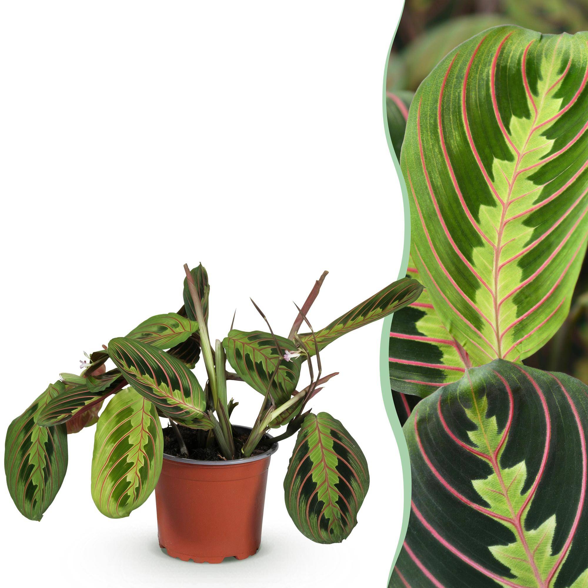 Maranta Fascinator - Image 2