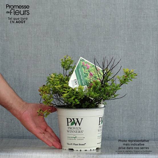 Spirée japonaise Double Play Gold - Spiraea japonica Pot de 2L/3L - Image 2