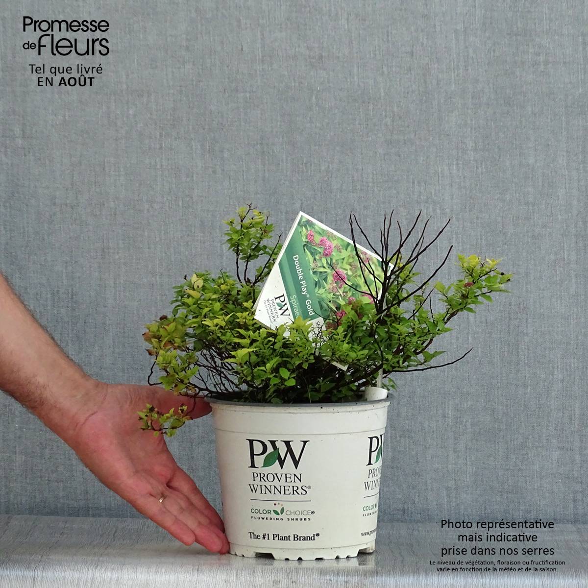 Spirée japonaise Double Play Gold - Spiraea japonica Pot de 2L/3L - Image 2
