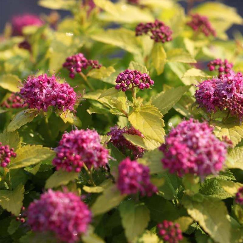 Spirée japonaise Double Play Gold - Spiraea japonica Pot de 2L/3L - Image 1