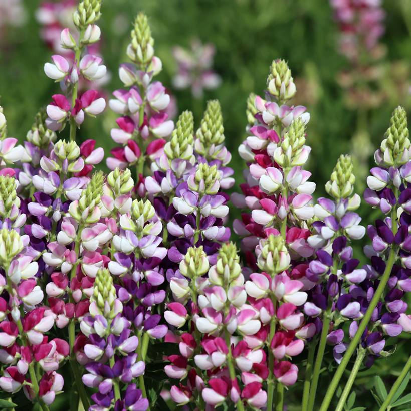 Graines de Lupin annuel Avalune Bicolours Mix - Lupinus hartwegii le sachet de 40 graines environ (1g)