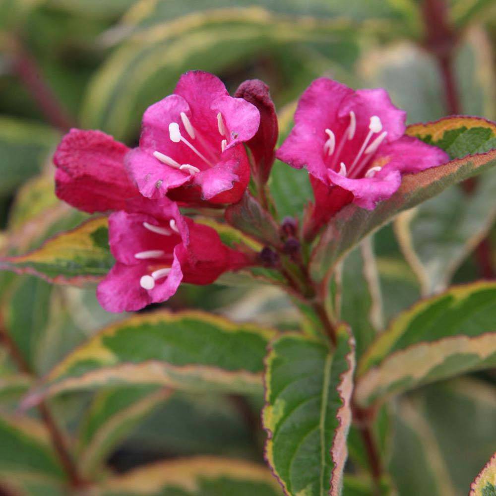Weigela florida Brigela Godet de 8/9 cm - Image 1