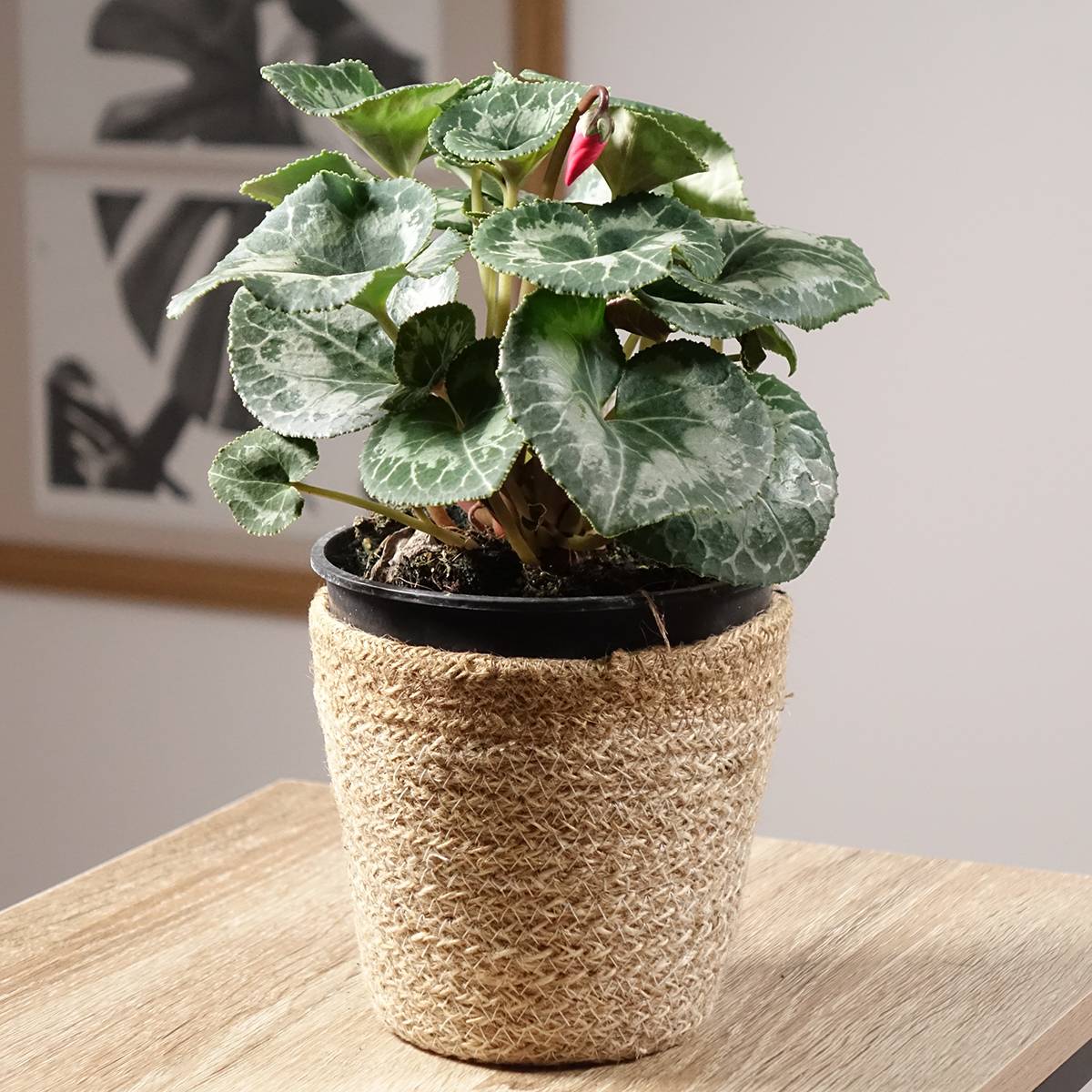 Cyclamen de Perse rouge Pot de 1L/1,5L