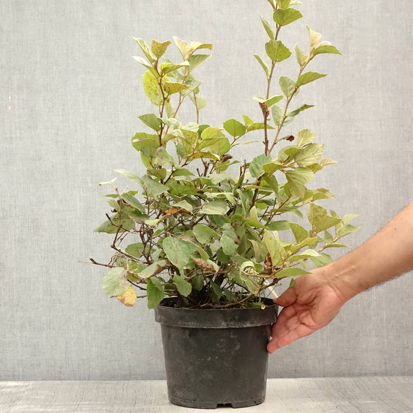 Fothergilla intermedia Blue Shadow Pot de 3L/4L - Image 2