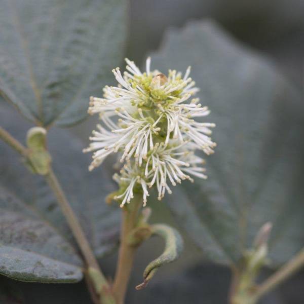 Fothergilla intermedia Blue Shadow Pot de 3L/4L - Image 1