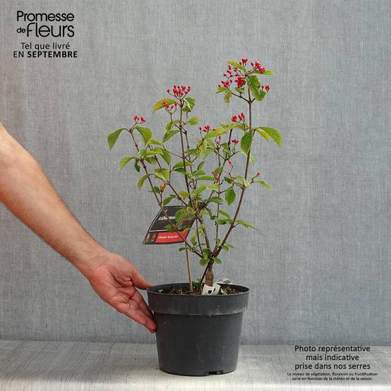 Viburnum dilatatum Sealing Wax Pot de 4L/5L - Image 2